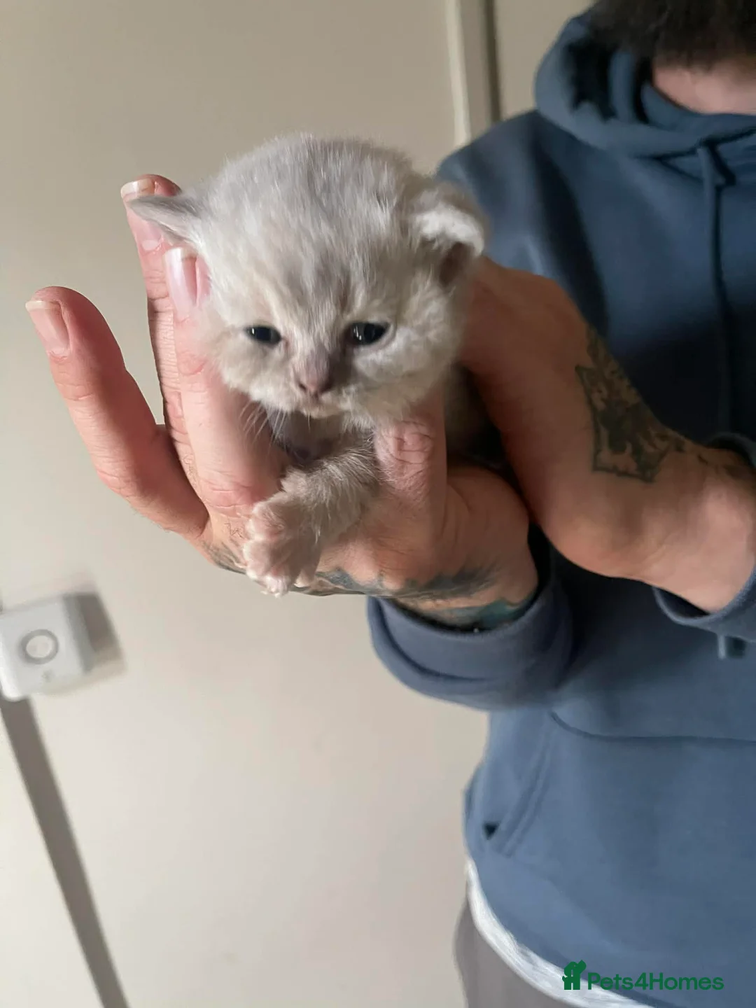 British Shorthair cats for sale: British shorthair kittens  - Advert 2