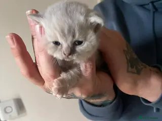 British Shorthair cats British shorthair kittens - Advert 10