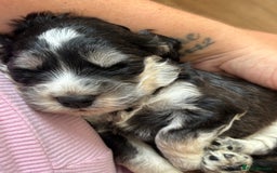 Cockapoo dogs for sale: F1 cockapoos beautiful litter 5 left* - Image 10