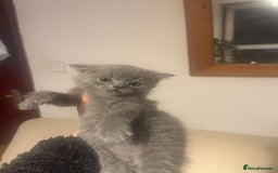 British Shorthair cats for sale: RARE LILAC COLOURPOINT BRITISH SHORT HAIR KITTENS  - Image 15