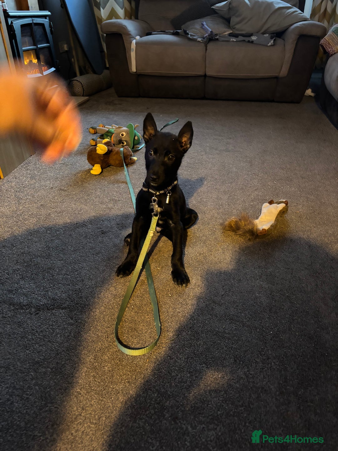 Mixed Breed dogs for sale: Belgian shepherd  - Advert 3