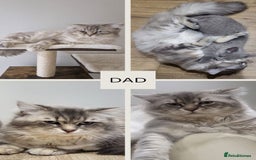 Mixed Breed cats for sale: 6 beautiful kittens ready for their new homes. - Image 9