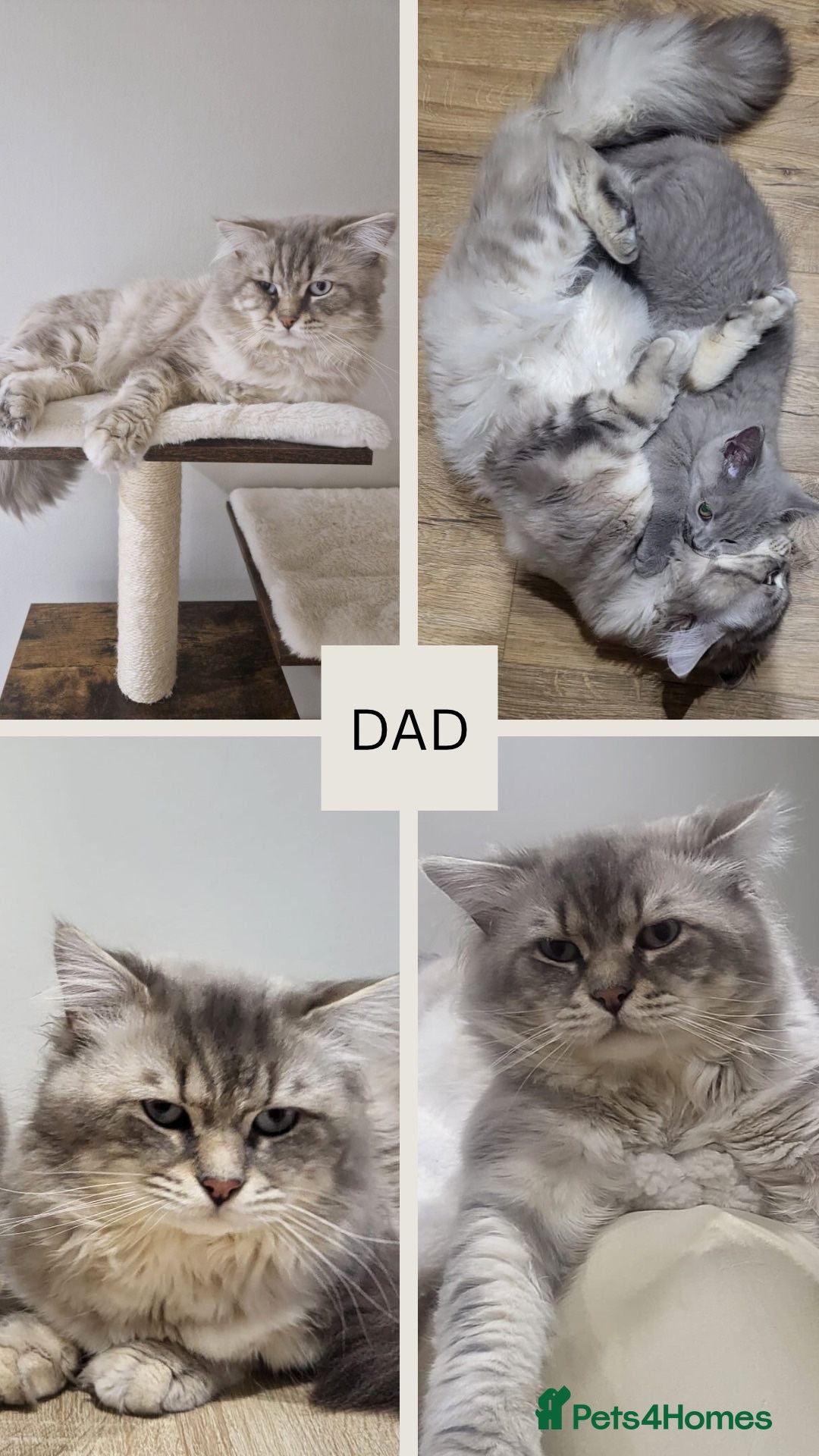 Mixed Breed cats for sale: 6 beautiful kittens ready for their new homes. - Image 9
