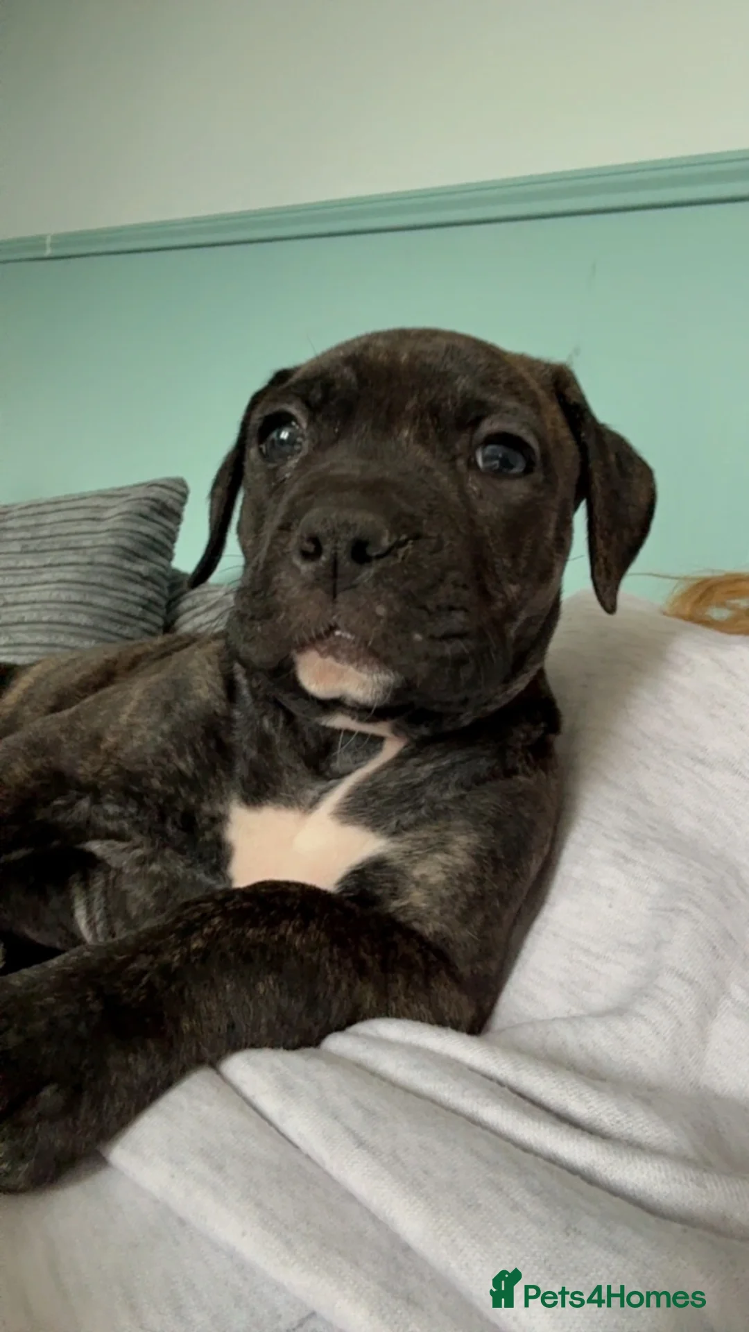 Mixed Breed dogs for sale: Staffy X Alpha blue  - Advert 4
