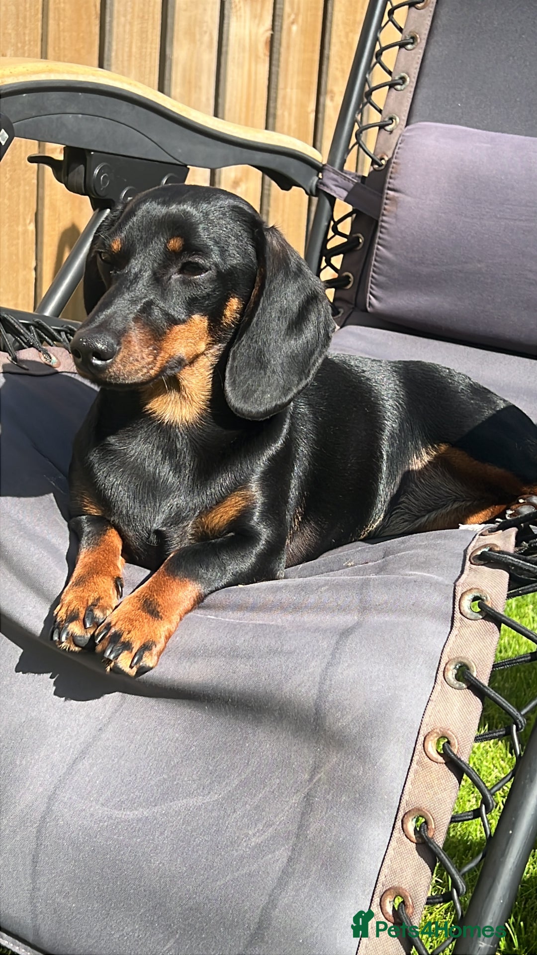 Miniature Dachshund dogs for sale: Mini Dachshund (female) - Image 5