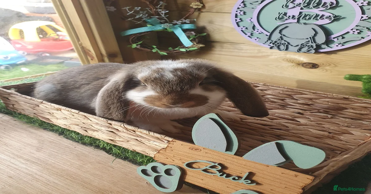 Rabbits for Sale for sale in Darlington | Pets4Homes