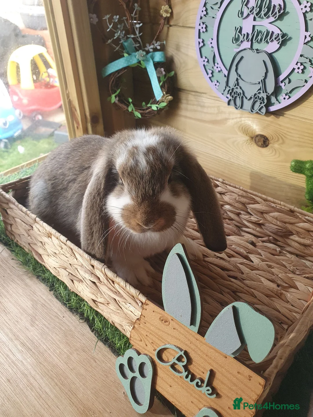 French Lop rabbits for sale: Vaccinated Giant French Lop Babies - Advert 2