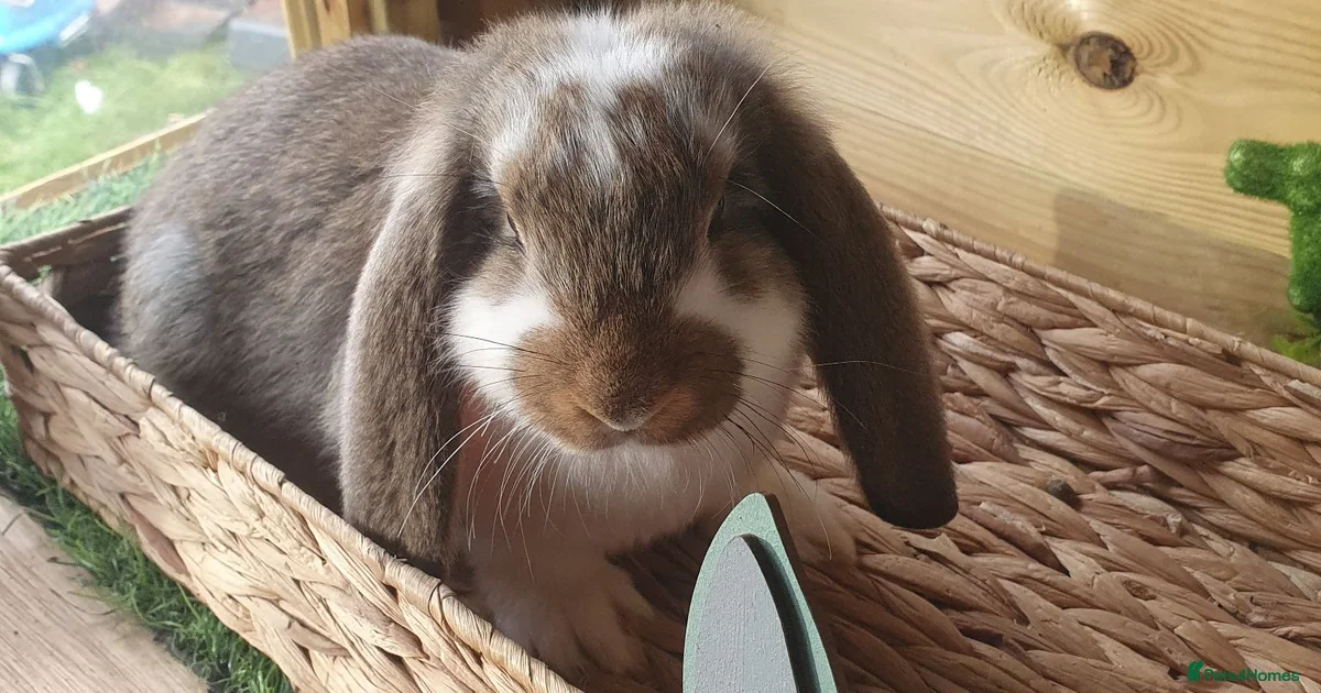 Rabbits for Sale for sale in Darlington | Pets4Homes