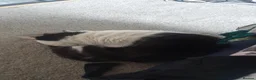 Mixed Breed cats for sale: Black and white  - Advert 3
