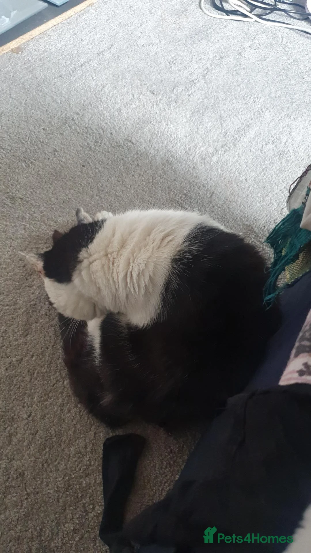 Mixed Breed cats for sale: Black and white  - Advert 3