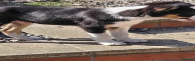 Mixed Breed 5