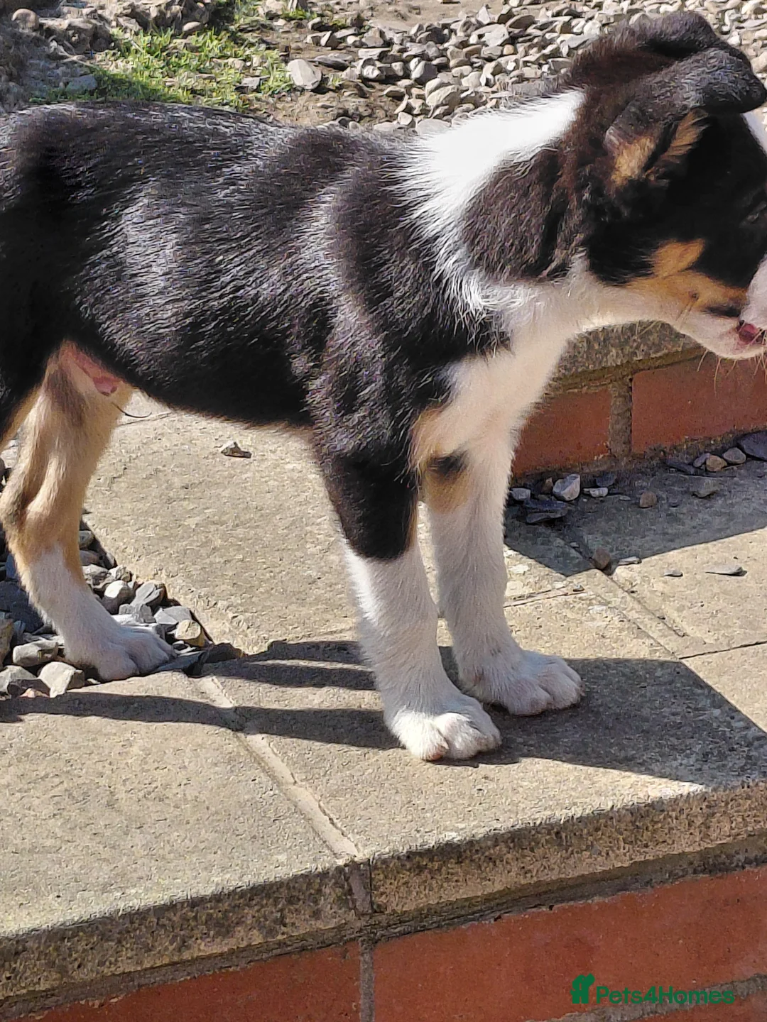 Mixed Breed dogs for sale: 5 lovely healthy boy pups - Advert 2