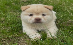 Chow Chow dogs for sale: Exotic colour chowsky puppies for sale  - Image 9