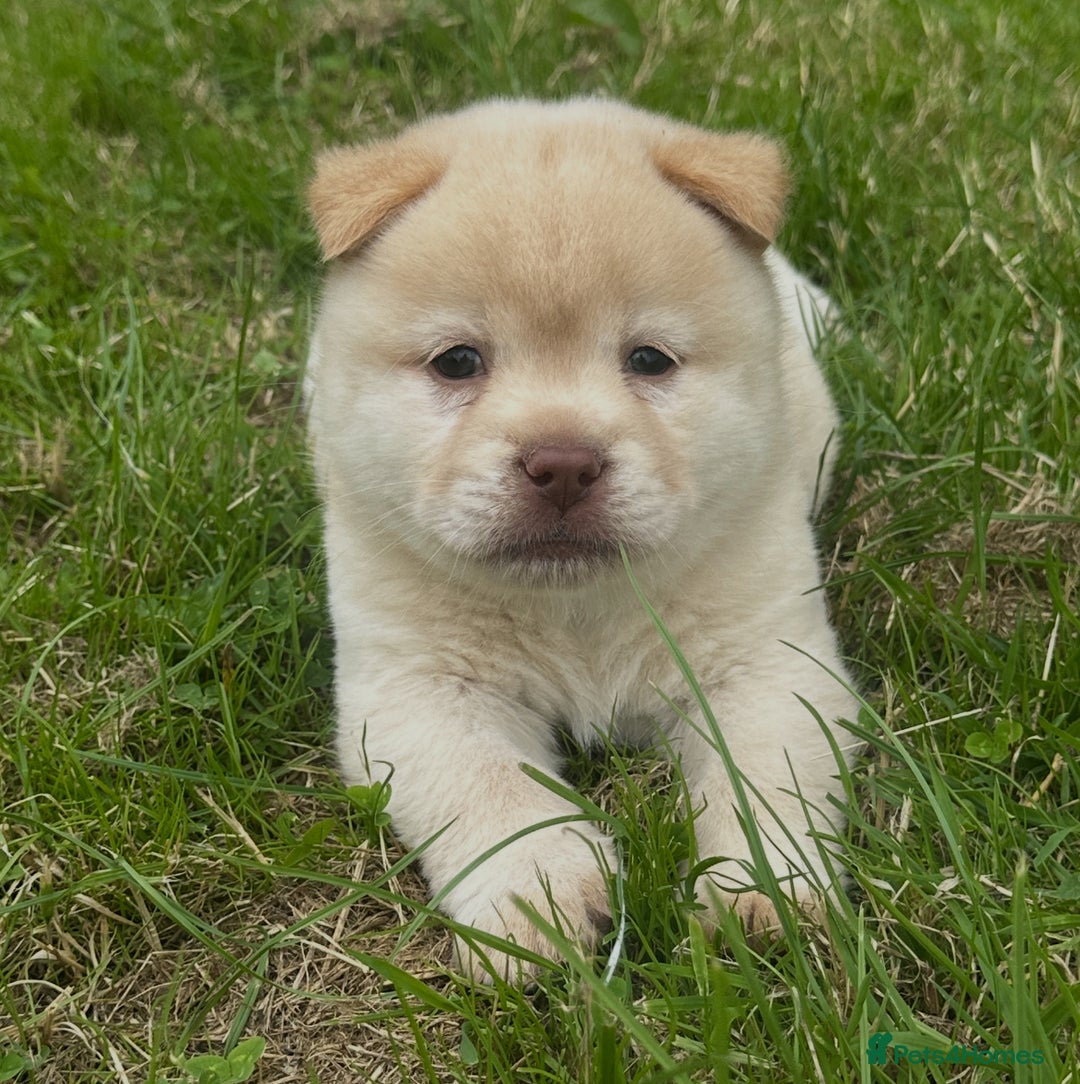 Chow Chow dogs for sale: Exotic colour chowsky puppies for sale  - Image 9
