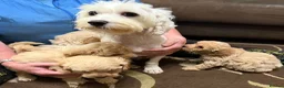 Poochon dogs for sale: ***Beautiful Poochon puppies Boys and Girls*** - Advert 3