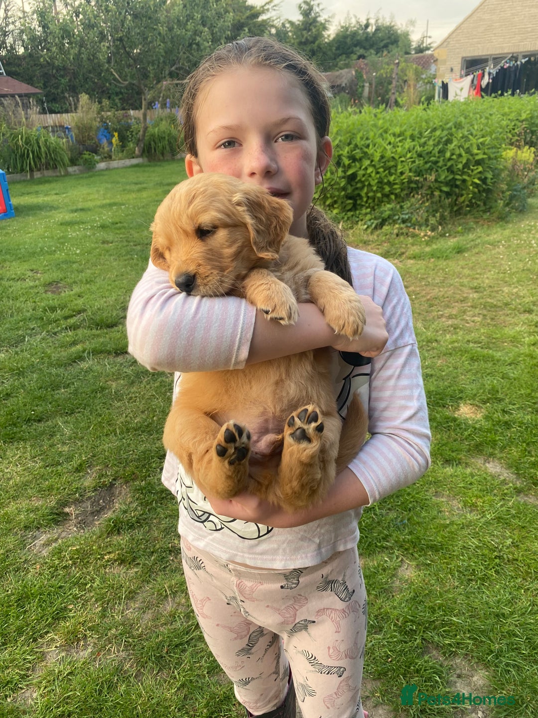 Golden Retriever dogs for sale: Kc pedigree golden retrievers (fox red  in Malton - Image 18