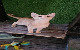 Abyssinian cats for sale: Abisinian kittens  - Image 20