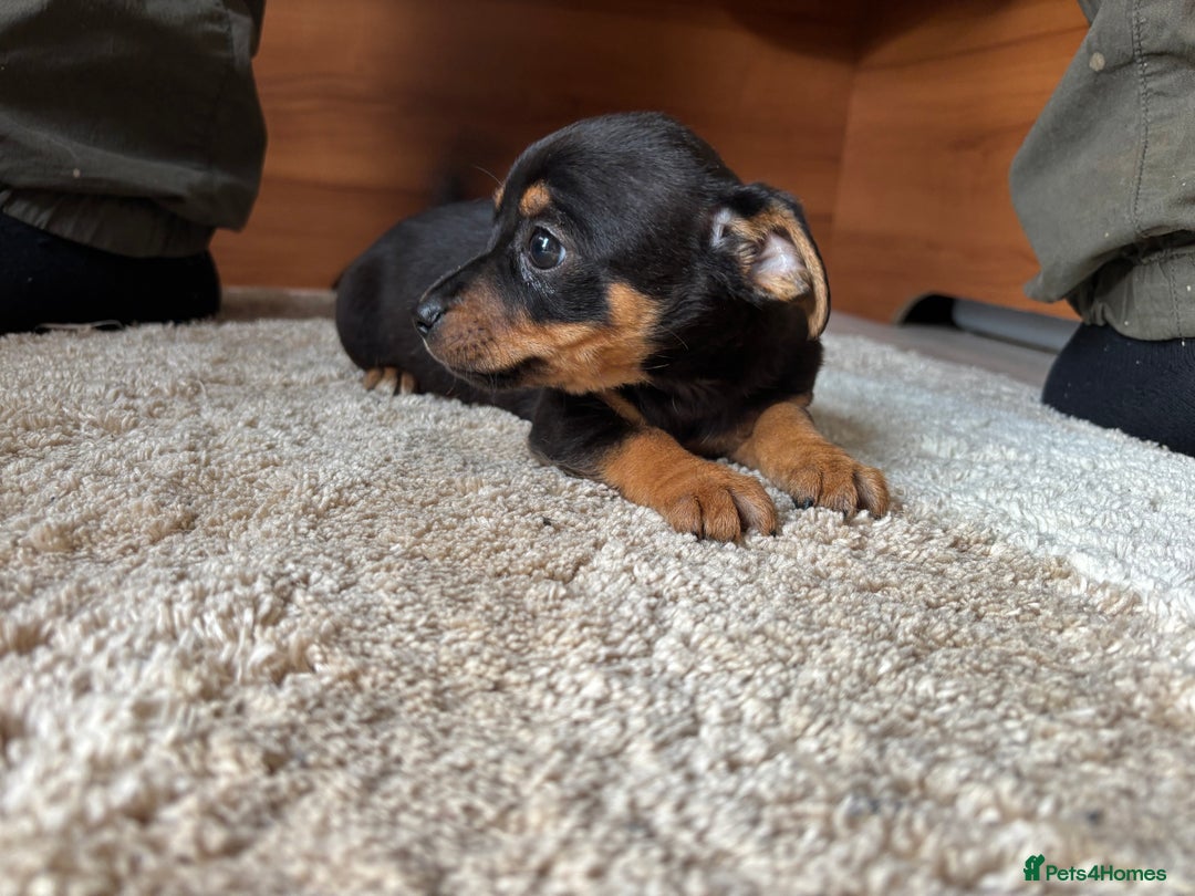 Jack Russell dogs for sale: Jack Jackrussle puppies  - Image 4