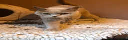 Scottish Fold cats for sale: Stunning Scottish fold & Selkirk Rex kitten  - Advert 6