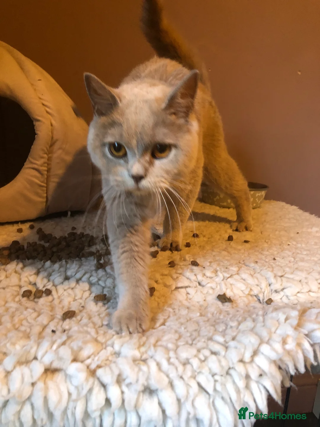 Scottish Fold cats for sale: Stunning Scottish fold cat  - Advert 1