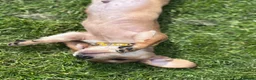 Miniature Dachshund dogs for sale: 3 gorgeous miniature Dachshunds. 🐶 READY TO GO!  - Advert 7