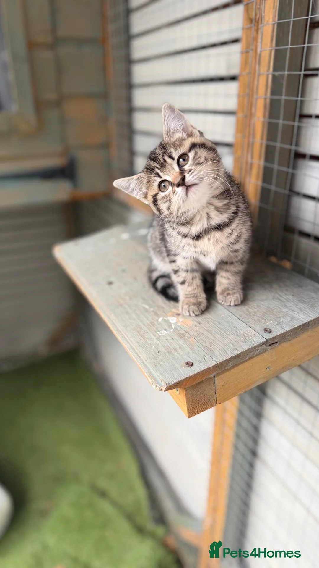 British Shorthair cats for sale: British shorthair kittens now ready  - Advert 2