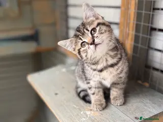 British Shorthair cats British shorthair kittens now ready - Advert 2