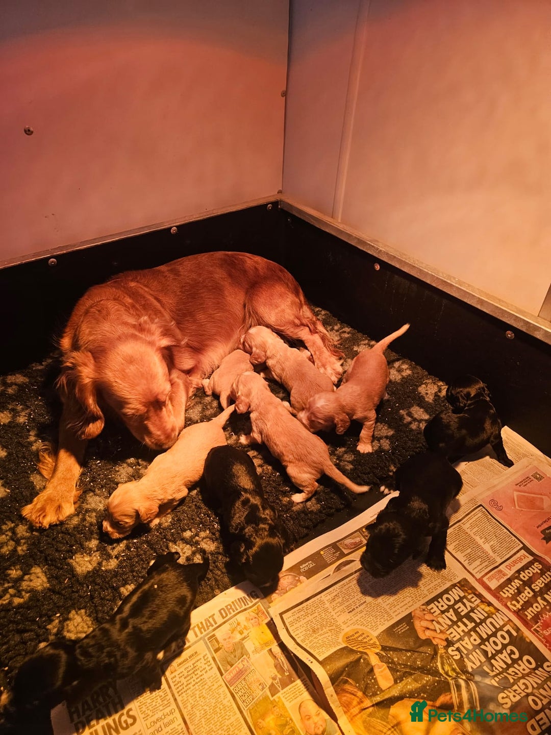 Cocker Spaniel dogs for sale: A stunning litter of cocker spaniel puppies  - Advert 2