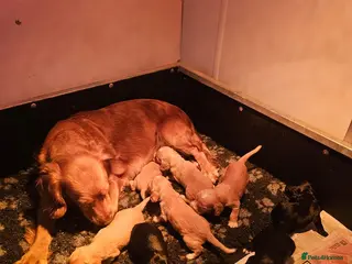 Cocker Spaniel dogs A stunning litter of cocker spaniel puppies - Advert 13