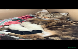 Mixed Breed cats for sale: Friendly kitten for sale - Image 3