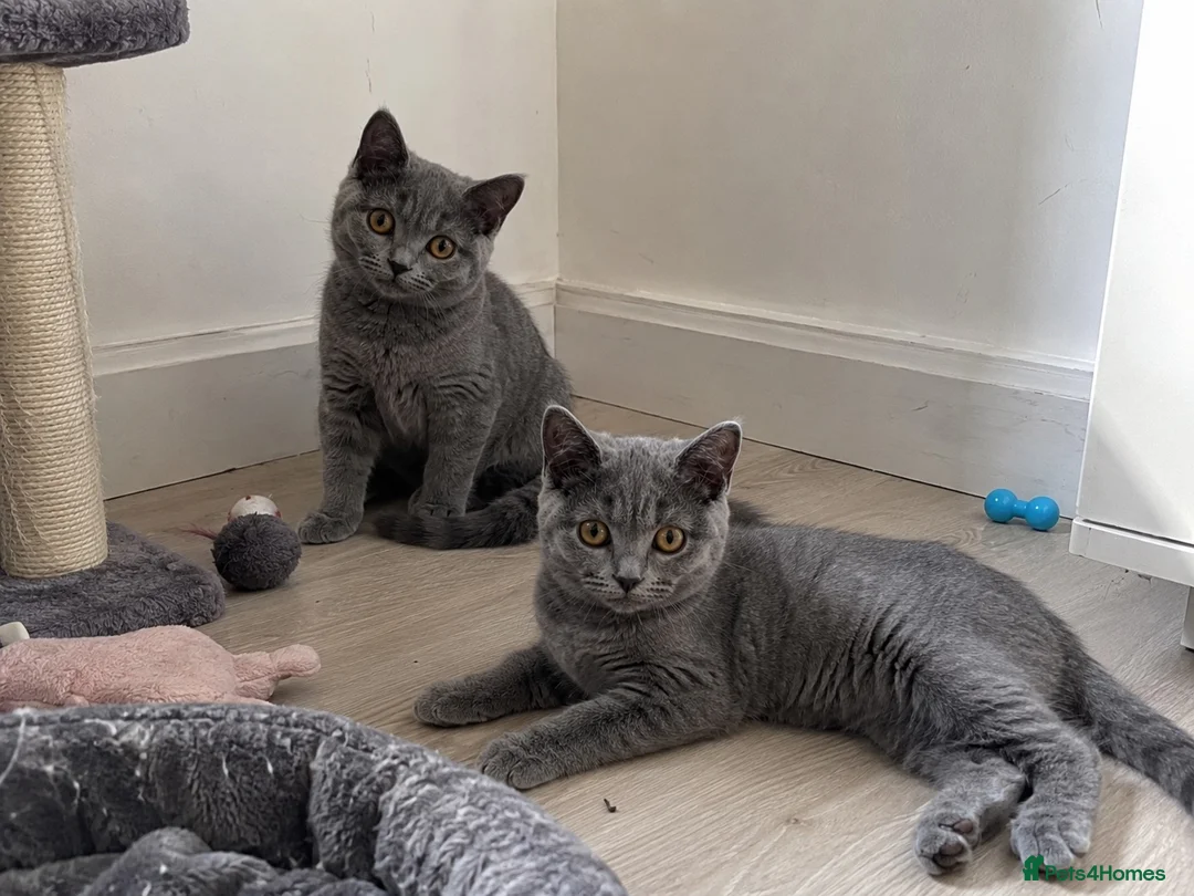 British Shorthair cats for sale: Gorgeous British Shorthair Kittens - Advert 1
