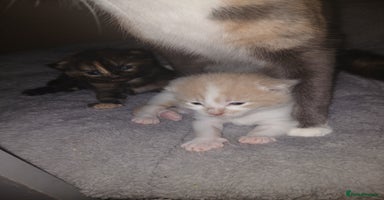 Mixed Breed cats - Advert 1