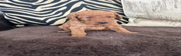 Labradoodle dogs for sale: Curly red Labradoodle F1b - Advert 15