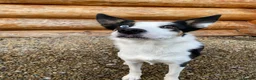 Border Collie dogs for sale: Meg the Border Collie for Adoption - Advert 6