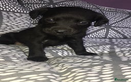 Mixed Breed dogs for sale: 8 cocker spaniel mixed breed puppy's  - Image 5