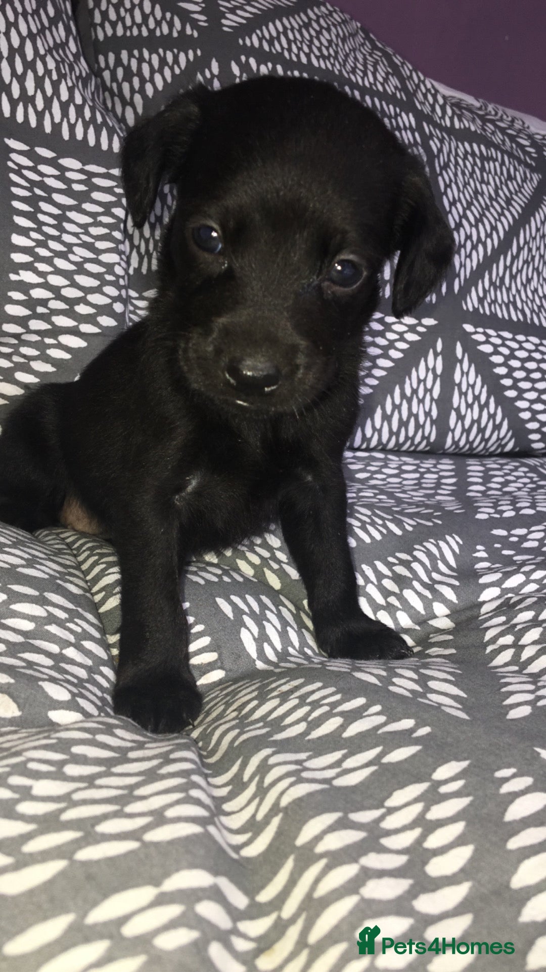 Mixed Breed dogs for sale: 8 cocker spaniel mixed breed puppy's  - Image 5
