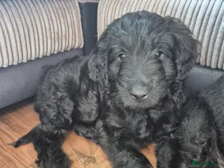 Mixed Breed dogs REDUCED!!!labradoodles ready to go now!!! - Advert 9