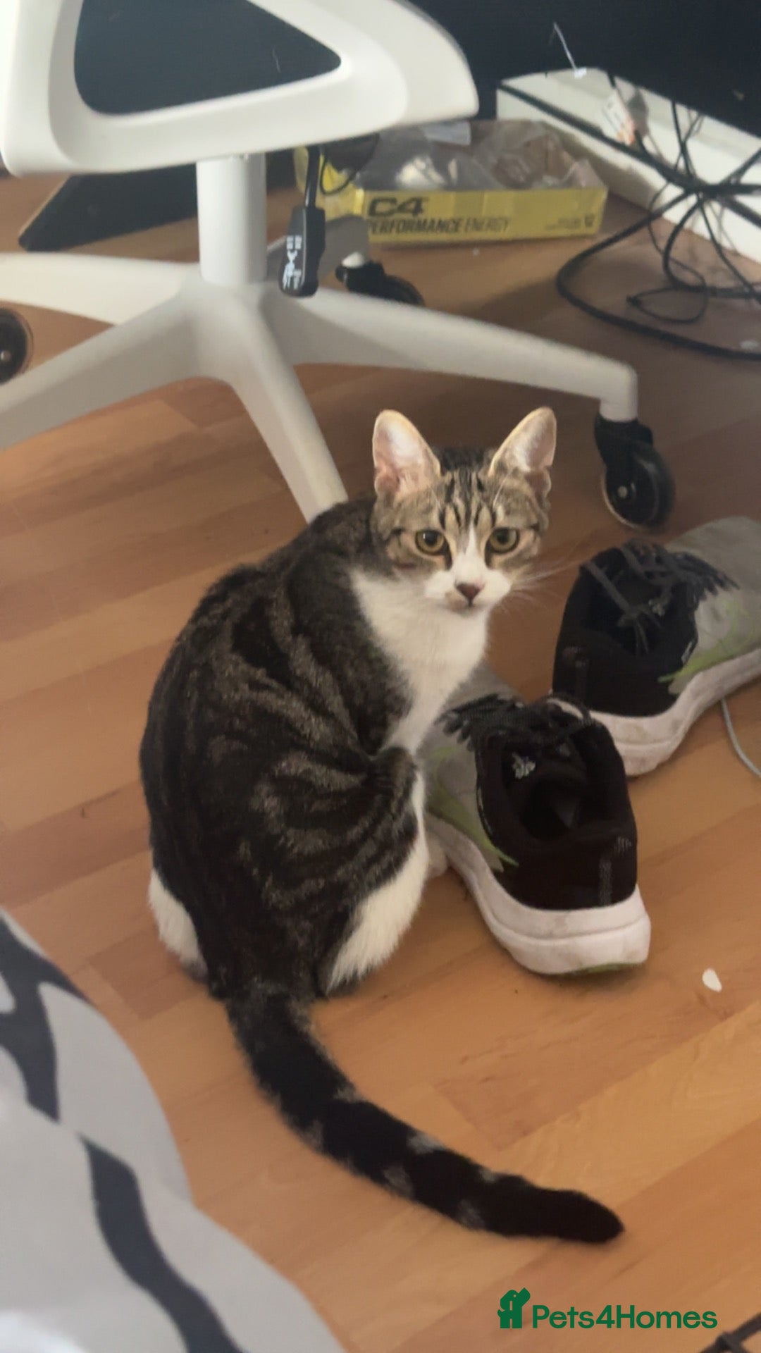Mixed Breed cats Kitten for sale - Advert 1
