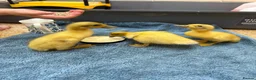 Ducks poultry for sale: 14 Indian Runner Duck Flock Looking for a New Home in Hereford - Advert 5