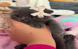 British Shorthair cats for sale: Gorgeous Champions line British Shorthair - Image 15