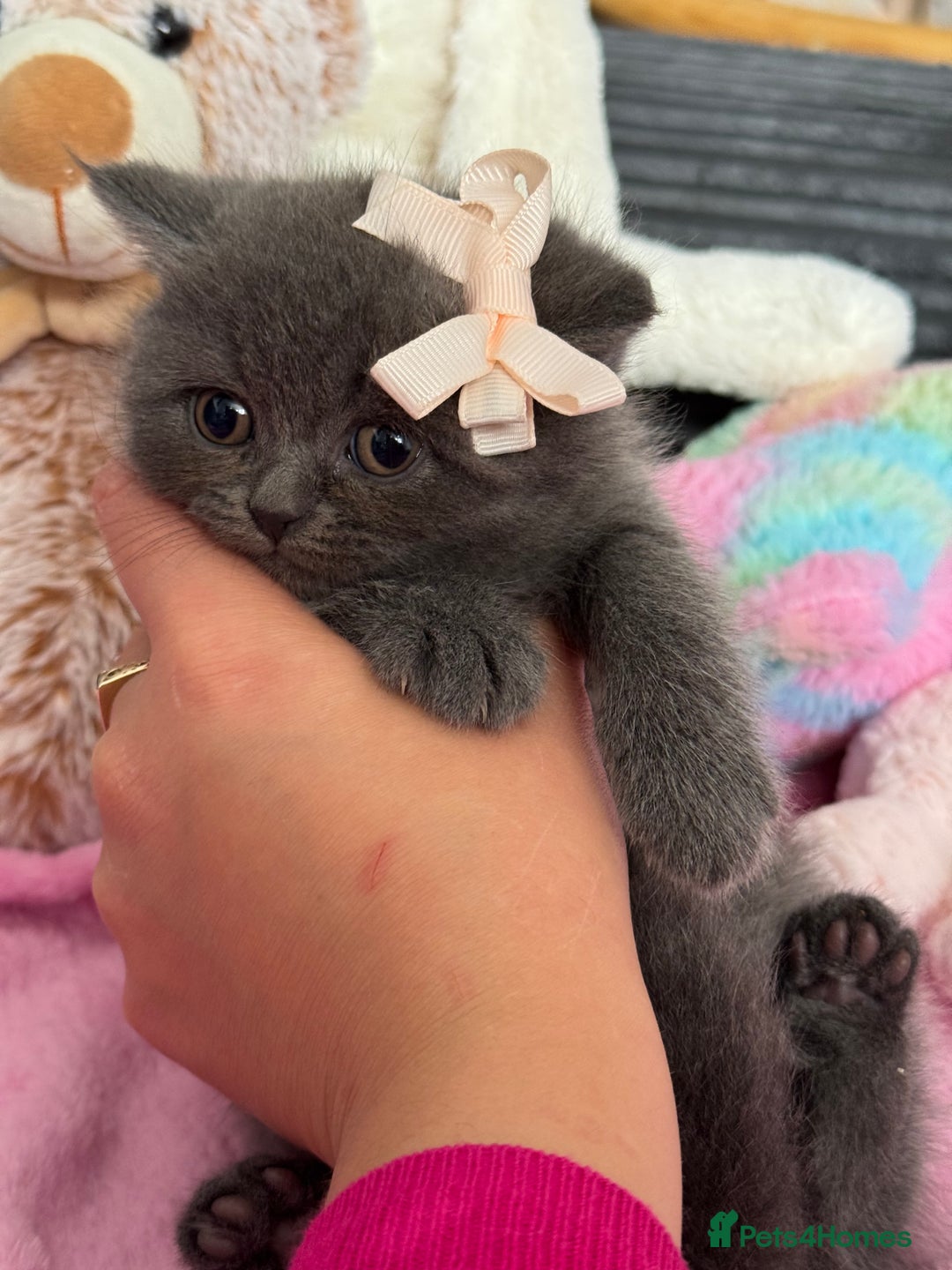 British Shorthair cats for sale: Gorgeous Champions line British Shorthair - Image 15