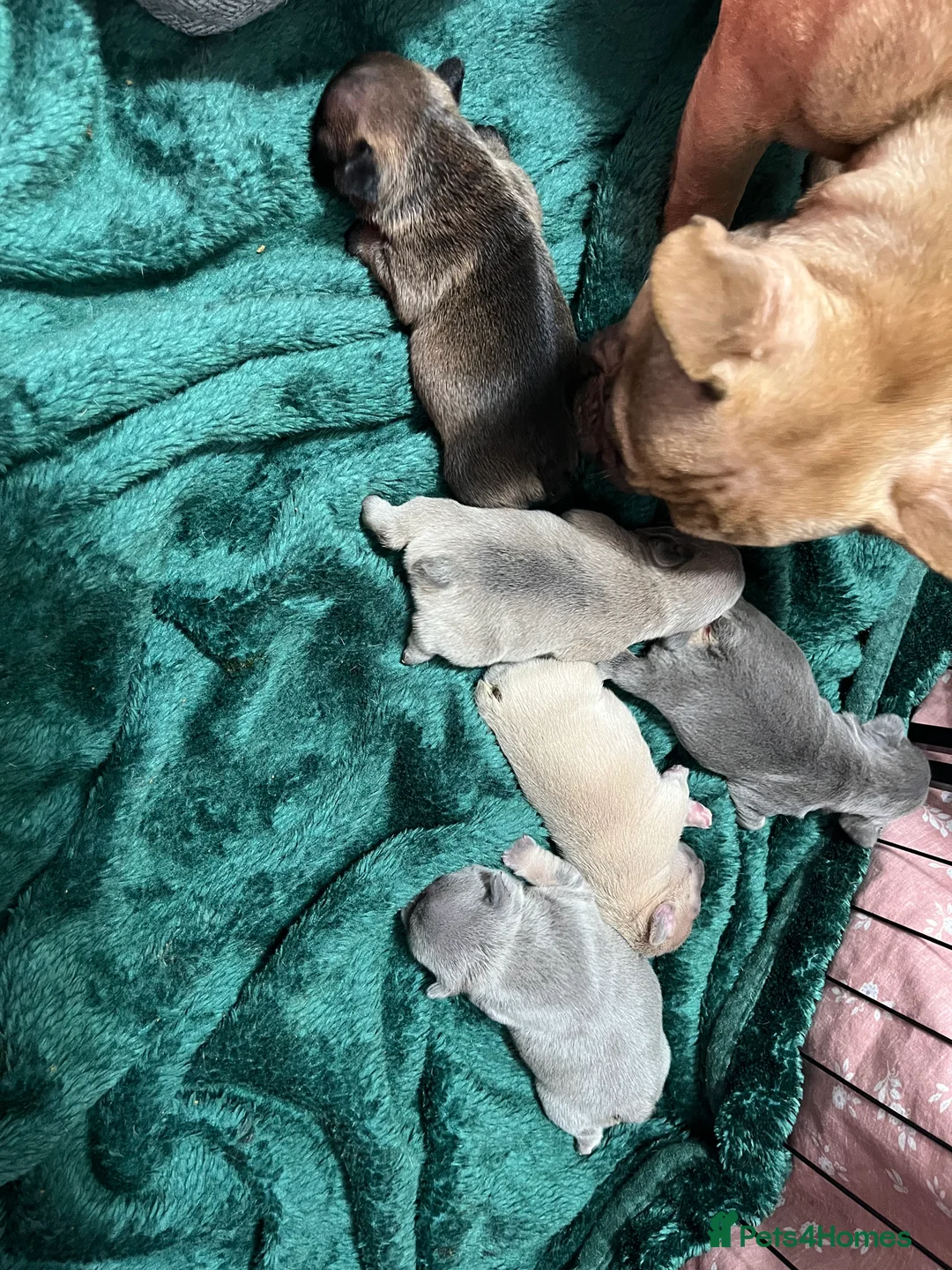 French Bulldog dogs for sale: Beautiful frenchie puppies - Advert 5