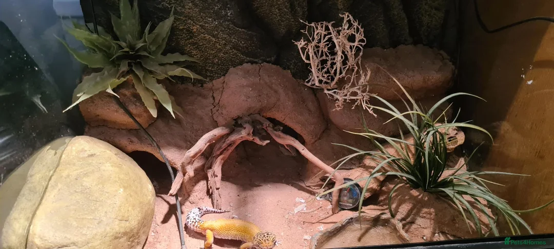 Leopard Gecko reptiles for sale: Adult Leapard Gecko & Enclosure  in Chatteris - Advert 2