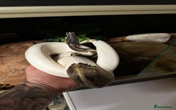 Python Snake reptiles for sale: Pied royal python and full setup - Image 1