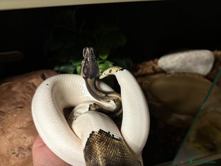 Python Snake reptiles for sale - Advert 1