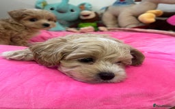 Maltipoo dogs for sale: 🩷Maltipoo F1 Babies🩵 - Image 11