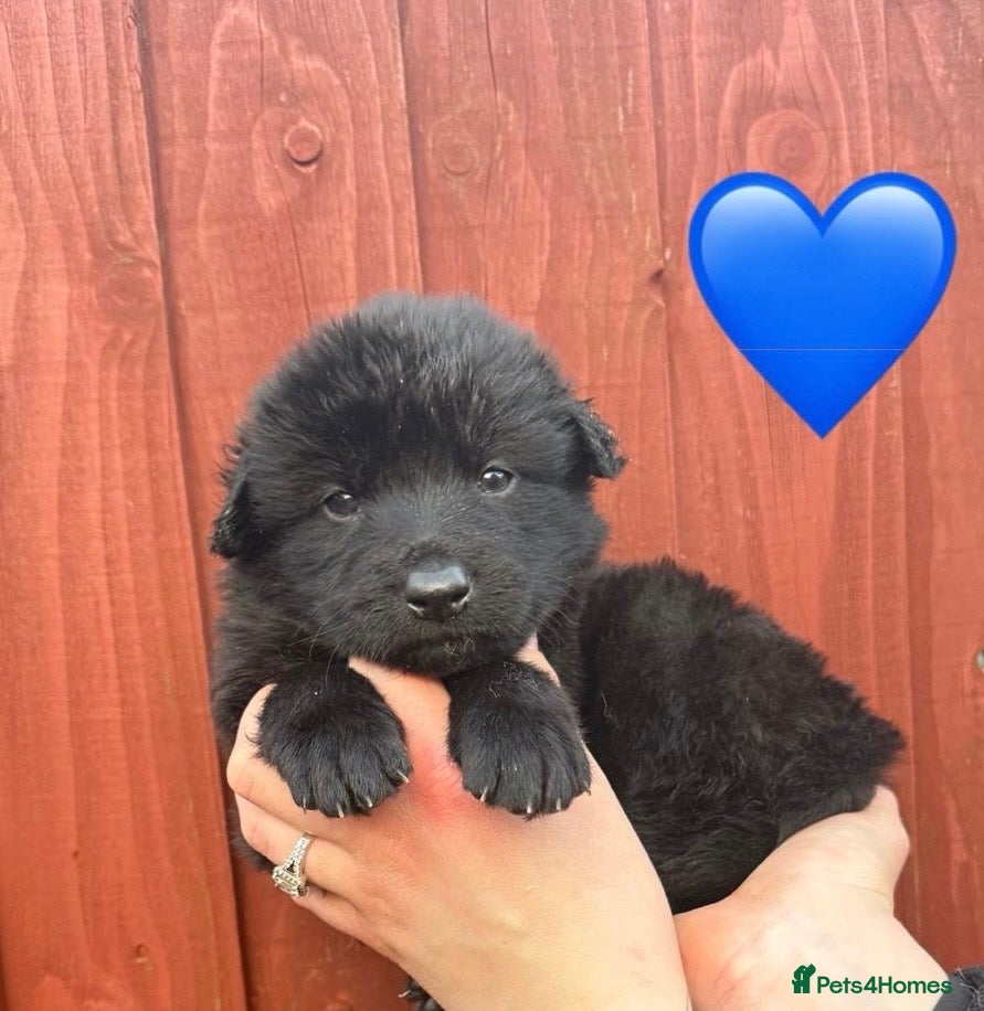 Saarloos Wolfdog dogs Extensively Health Tested Wolfdog Puppies - Advert 1