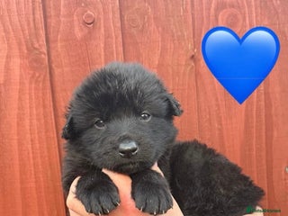 Saarloos Wolfdog dogs Extensively Health Tested Wolfdog Puppies - Advert 4