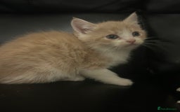 Mixed Breed cats for sale: Beautiful kittens READY NOW - Image 5