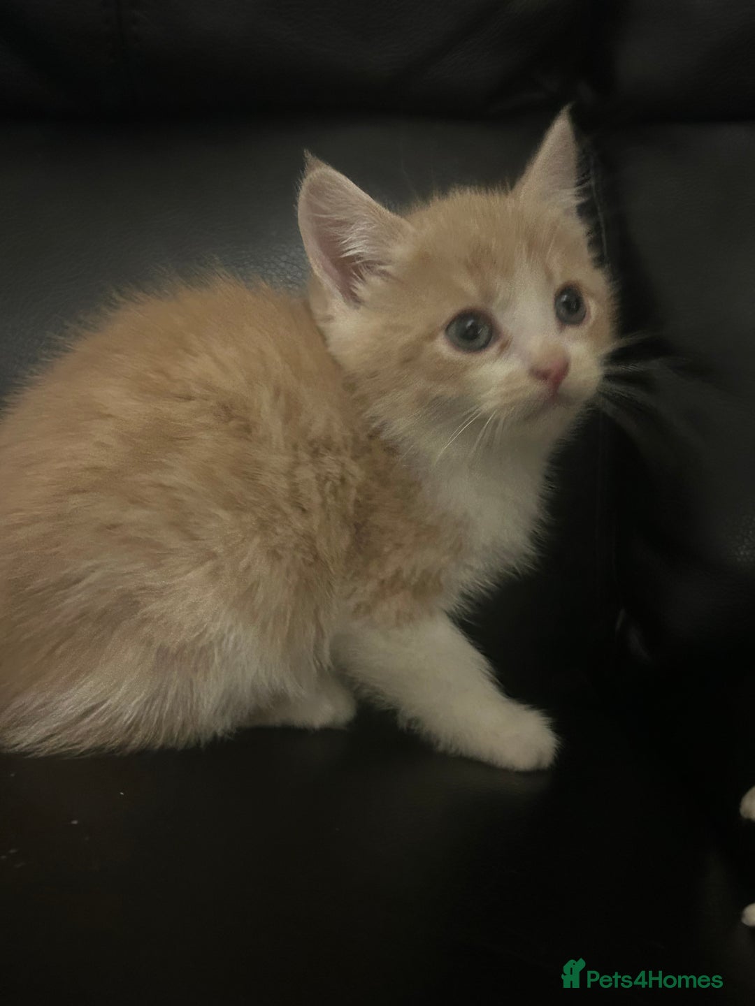 Mixed Breed cats for sale: Beautiful kittens READY NOW - Image 5